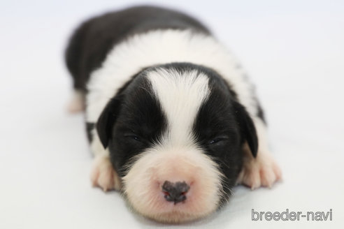 成約済の神奈川県のボーダーコリー-359941の5枚目